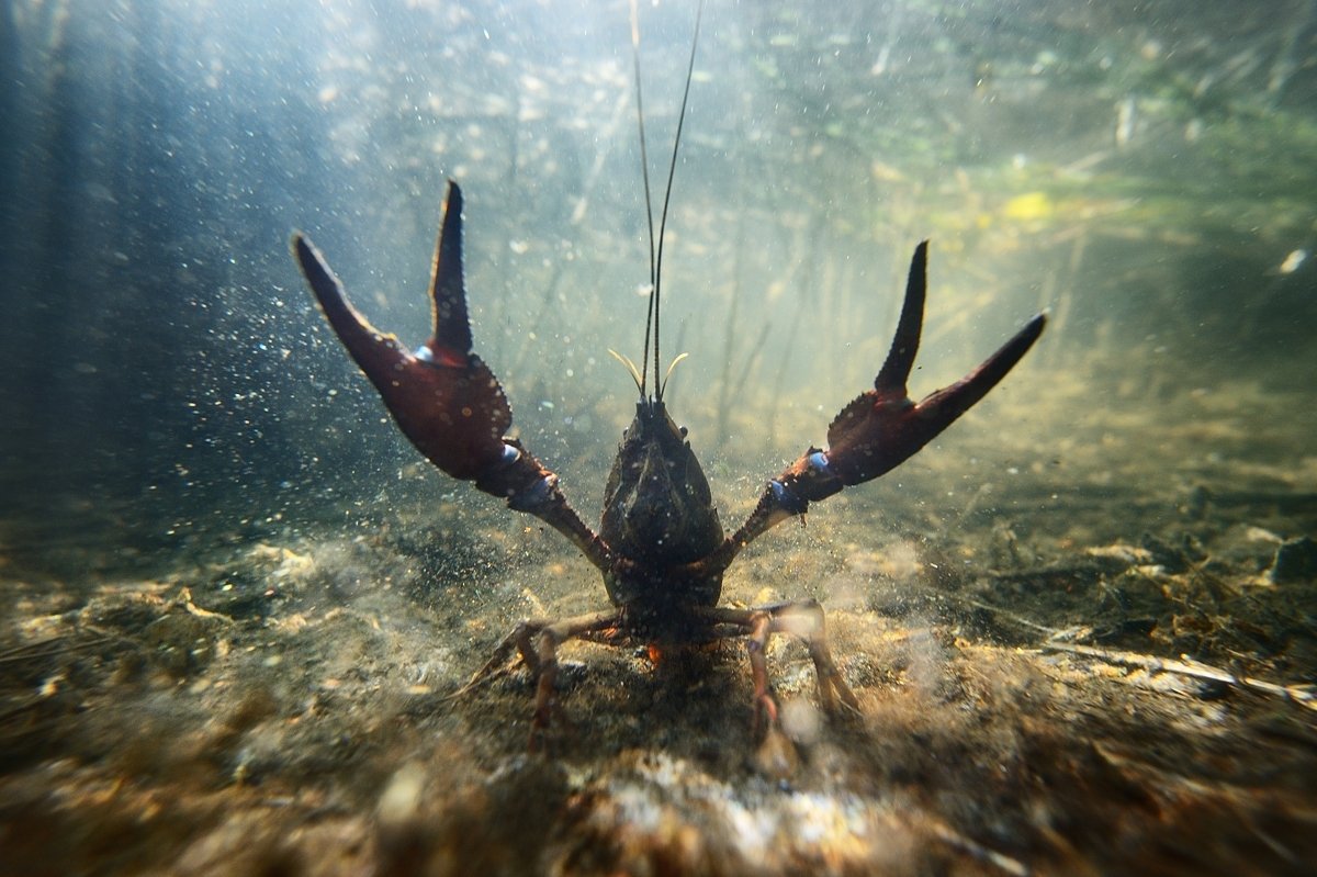 Рак в воде фото